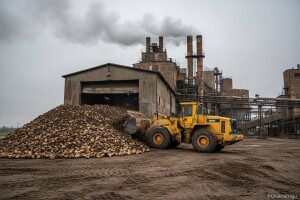 104. Kampanja prerade šećerne repe u Osijeku
