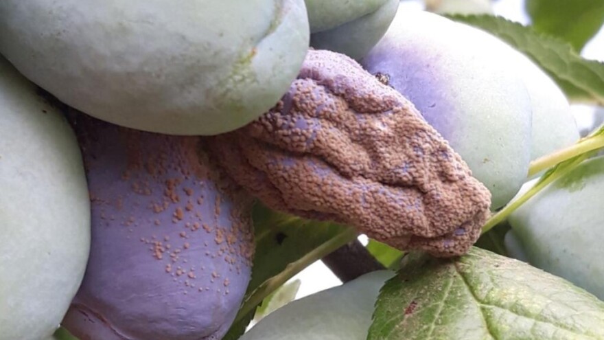 Sprečite na vreme trulež plodova u šljivicima. Sledite ove savete