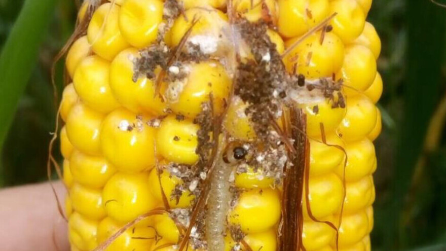 Proizvođači oprez: Napada kukuruzni plamenac, kako ga suzbiti?