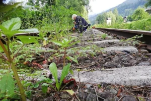 Meštani se udružili i ručno uklanjaju korov da bi zaštitili prirodu od glifosata