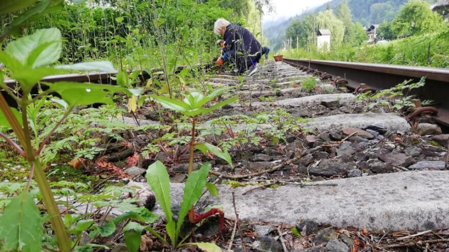 Mještani se udružili i ručno čupaju korov kako bi zaštitili prirodu od glifosata