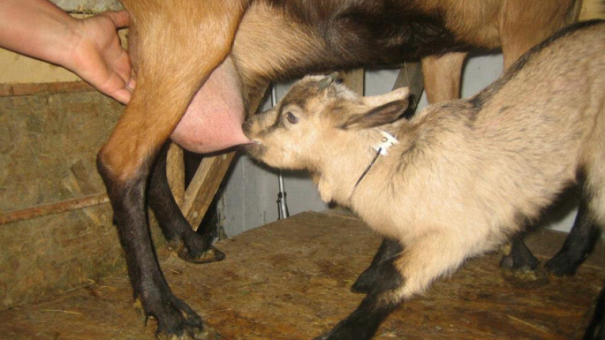 Kozji sir s merlotom - vrijedna inovacija Josipa Đurkovića