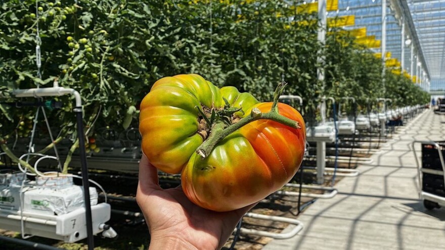 Otvoren najveći krovni staklenik na svijetu u kojem uzgajaju rajčicu i patlidžan