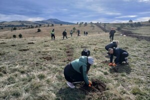 Akcija pošumljavanja: Zlatibor bogatiji za 2.000 sadnica crnog bora
