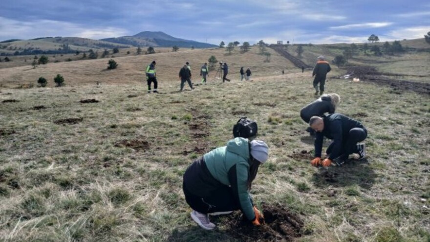 Akcija pošumljavanja: Zlatibor bogatiji za 2.000 sadnica crnog bora