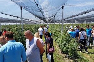Syngenta Dani polja: predstavljanje novih proizvoda, preparata i hibrida