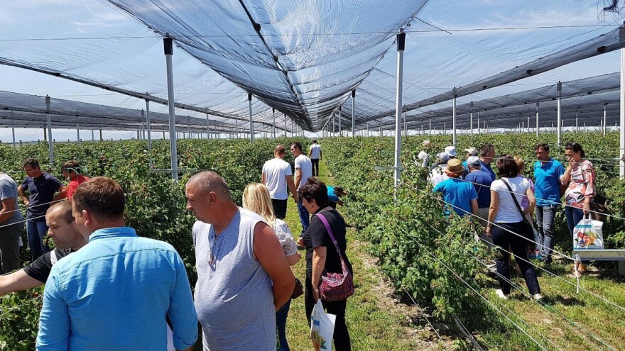 Syngenta Dani polja: predstavljanje novih proizvoda, preparata i hibrida