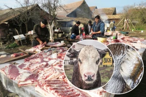 Svinjokolj, krečenje stabala, veterinarske usluge i puno dobrih priča obilježili su protekli novembar