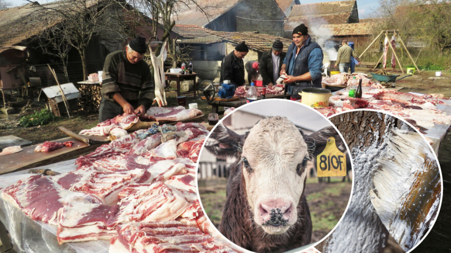 Svinjokolj, krečenje stabala, veterinarske usluge i puno dobrih priča obilježili su protekli novembar