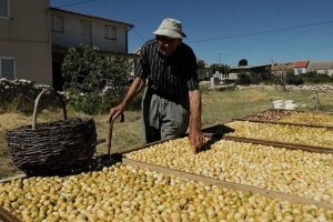 Kako prodati 80.000 tona mandarina?