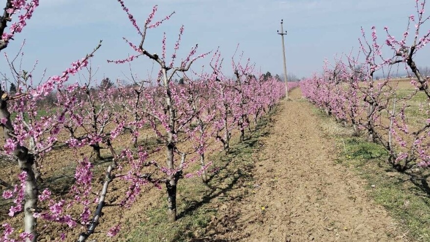 Cvetaju breskva i nektarina - zaštitite ih na vreme od sušenja