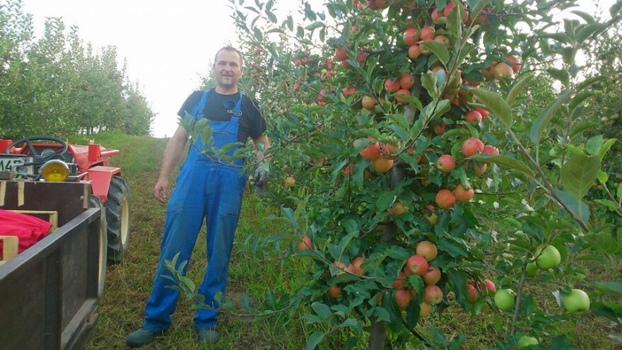 Rekordnih 20 tona jabuka ubrali u svom voćnjaku
