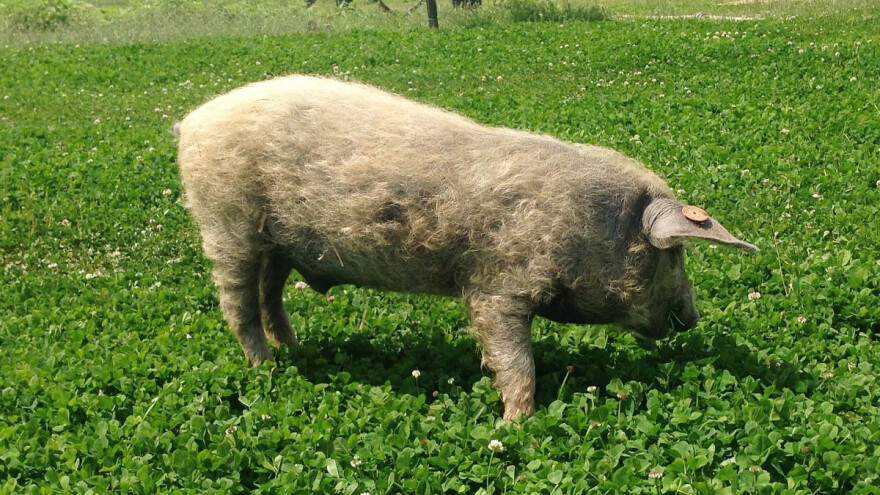 Umesto slikanja bavi se uzgojem dlakave svinje: Cena za kilogram šunke i do 90 evra