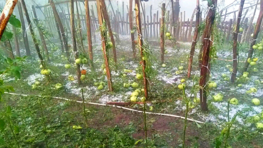 Tuča u šumadijskim selima ostavila pustoš: "Pobran" kukuruz, plastenici pokidani