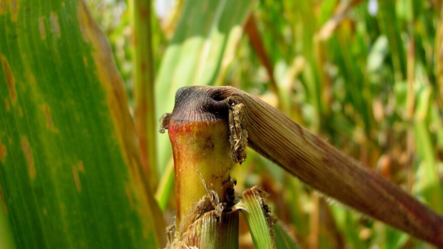 Kukuruzni moljac prouzrokuje lomove i manje prinose - koje su mere zaštite?