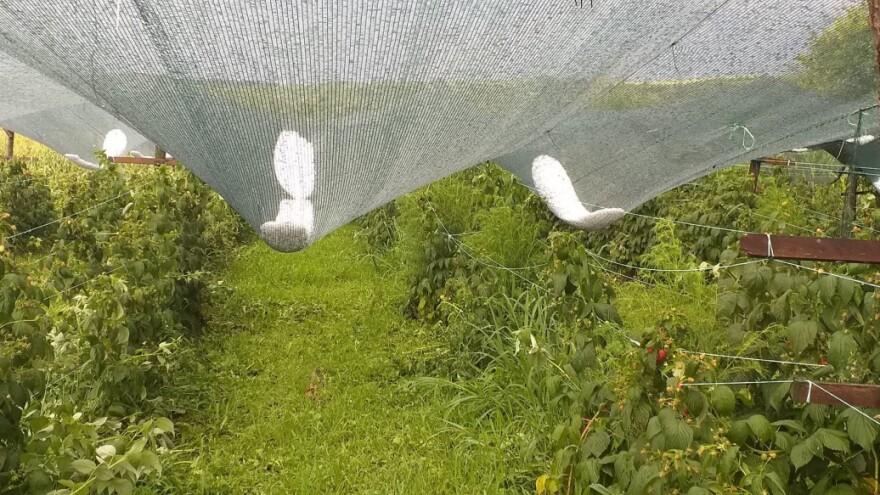 U Leskovcu od grada stradale kruške i šljive, lastari maline uništeni