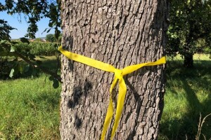 Žuta vrpca oko voćaka kao znak - slobodno uberite plodove