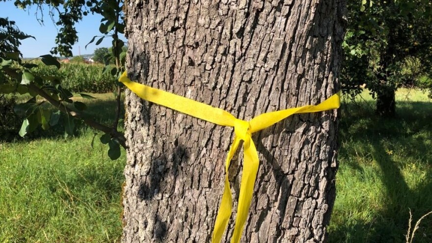 Žuta traka oko voćaka kao znak - slobodno uberite plodove