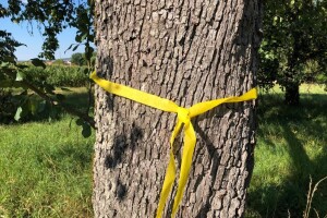 Žuta vrpca oko voćaka kao znak - slobodno uberite plodove