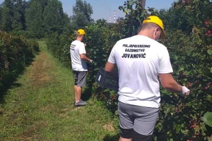 U Obrenovcu uspešan uzgoj kupine - sve se proda istog dana