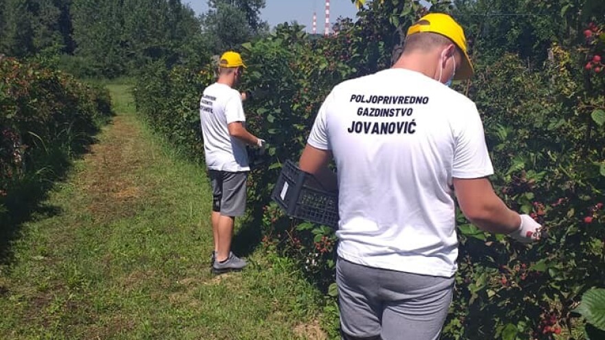 U Obrenovcu uspešan uzgoj kupine - sve se proda istog dana