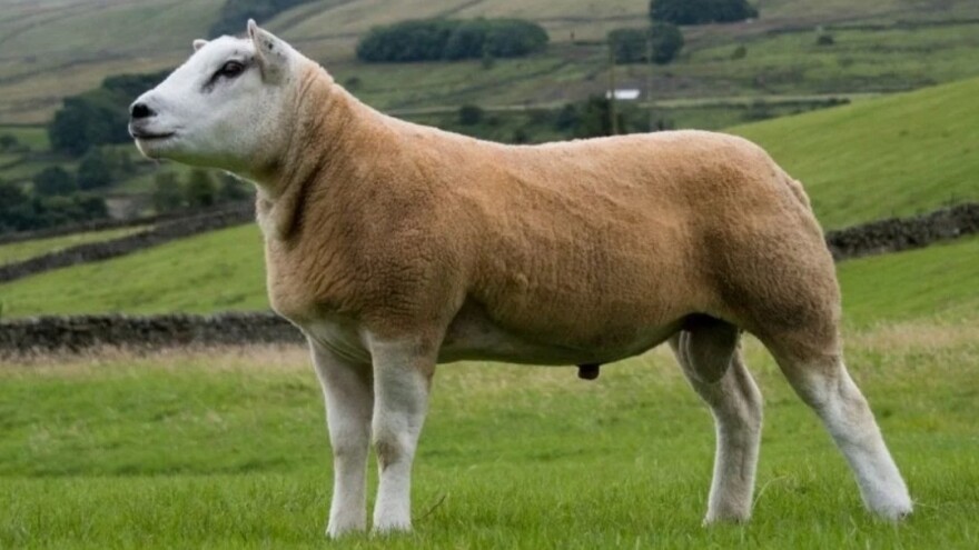 Na aukciji prodan ovan za rekordnih 367.500 funti