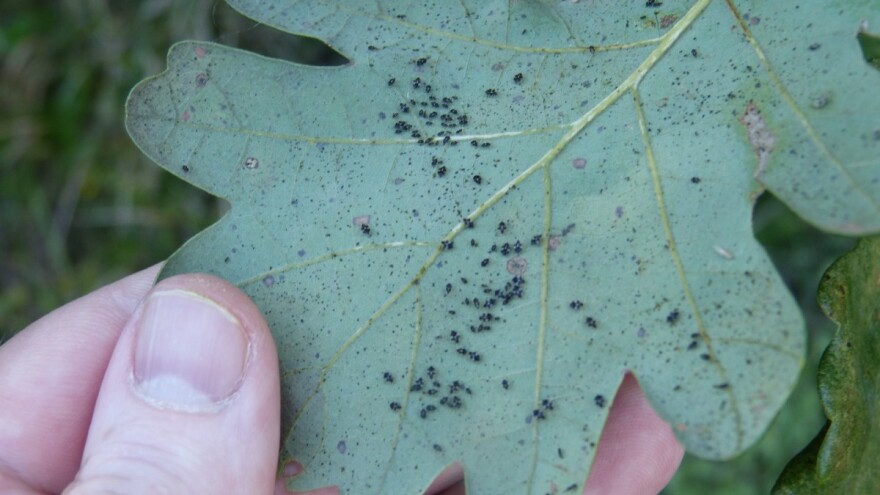 Davorin Krakar: Hrastova mrežasta stjenica brzo se širi i uništava šume