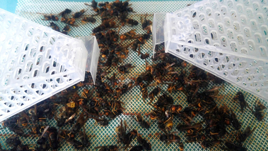 Izradio klopku za azijskog stršljena od sanduka, danas izvozi diljem Europe