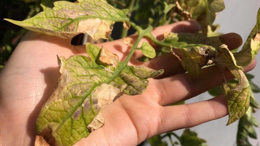 Koji su simptomi nedostatka bora kod biljaka i kako ih sprečiti?