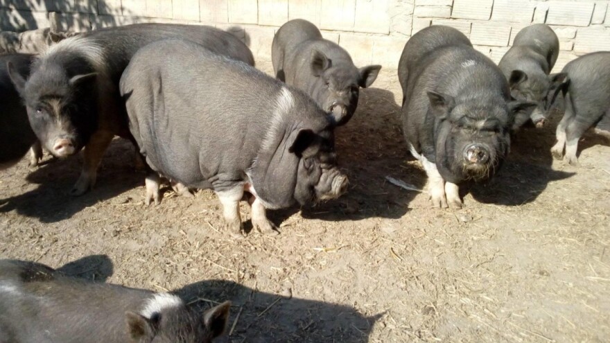 Vijetnamska svinja više od kućnog ljubimca