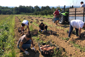 Hobi pretvorili u unosan posao: Obitelj Rosman batat plasira po cijeloj Hrvatskoj
