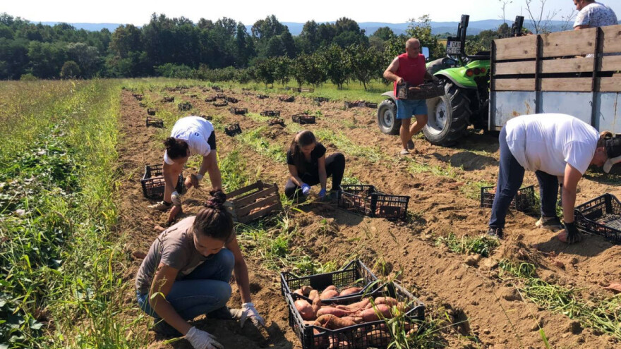 Hobi pretvorili u unosan posao: Obitelj Rosman batat plasira po cijeloj Hrvatskoj