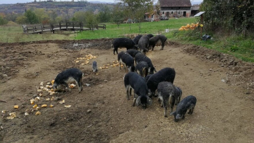 Ovog vikenda povedite svoje najmlađe na edukativnu radionicu "Mali svinjogojci"
