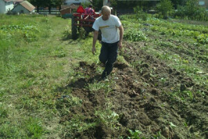 Prije su ih jele svinje, danas su skupa egzotika