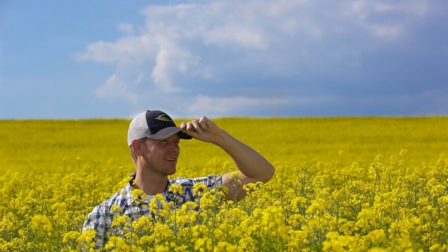 Tolerantnost na osipanje utječe na prinos repice?