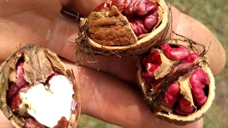 Crveni orah dao neočekivan prinos