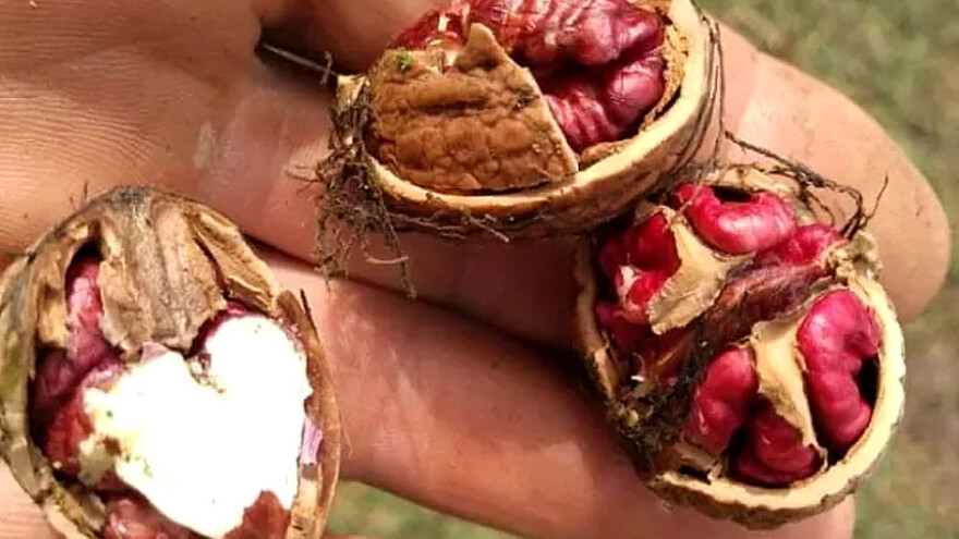 Crveni orah dao neočekivan prinos