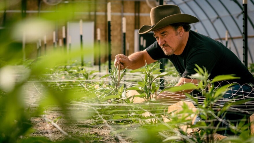 Jim Belushi postao pravi poljoprivrednik - uzgaja marihuanu