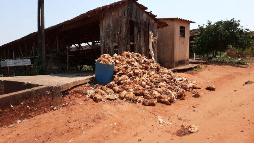 Visoke temperature izazvale uginuće preko milijun kokoši