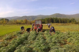 Proizvodnja artičoke u podnožju Suve planine
