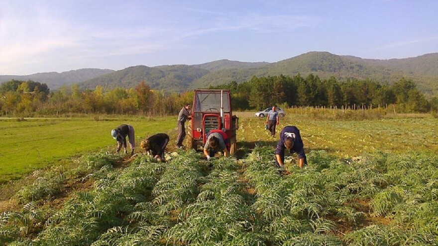 Proizvodnja artičoke u podnožju Suve planine