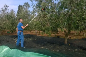 Masline iz Istre daju ulje vrhunske kvalitete
