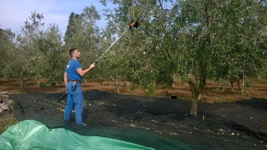 Masline iz Istre daju ulje vrhunske kvalitete