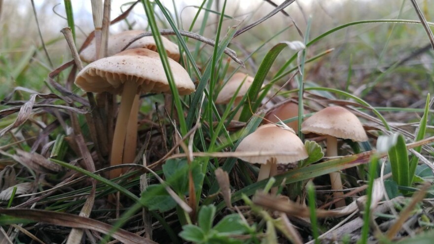 Kako se identifikuju gljive, beru i čuvaju: Šta niste znali?