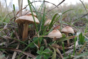 Kako se identifikuju gljive, beru i čuvaju: Šta niste znali?