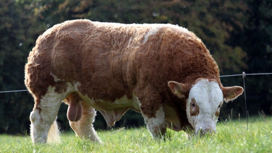 Prodat bik za neverovatnih 52.000 i ovan za preko 66.500 evra