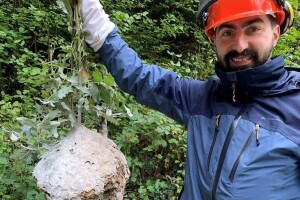 Azijski stršljen stvara probleme u zapadnoj Europi - znanstvenici pronašli rješenje?