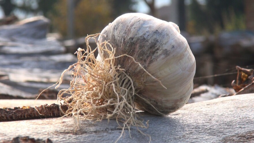 Na OPG-u Ugrin i Vlastnik proizvodi se i vlastito sjeme ozimog češnjaka