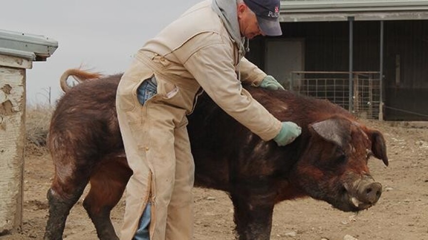 Josip Matasić uzgojio je svinju od 506 kilograma!