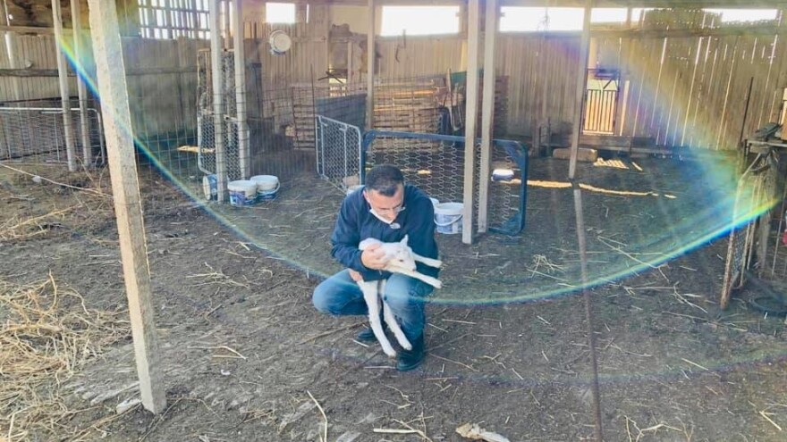 Gradonačelnik čuvao ovce stočaru pozitivnom na Covid-19